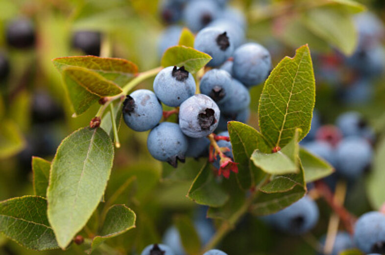 Blueberries_3