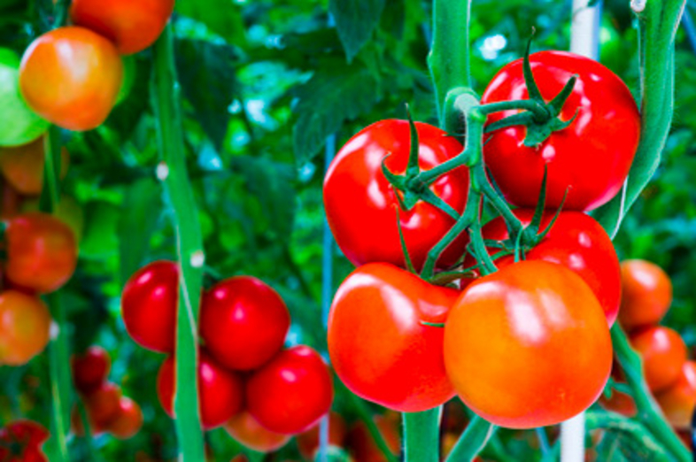 Tomatoes_3