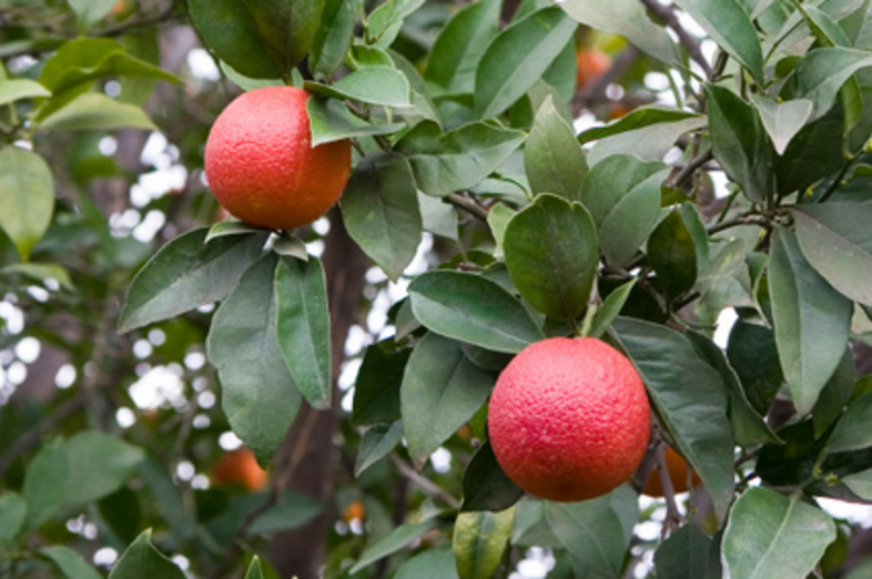 Blood oranges_2