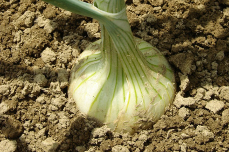 Onions_2