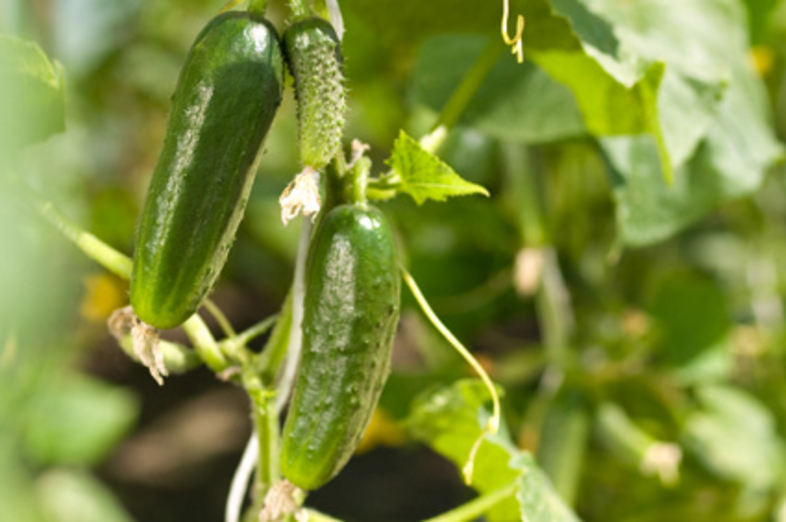 Cucumbers_1