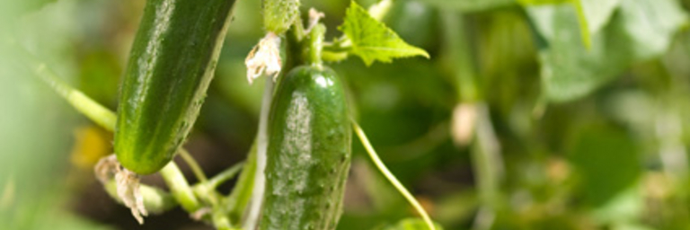 Cucumbers