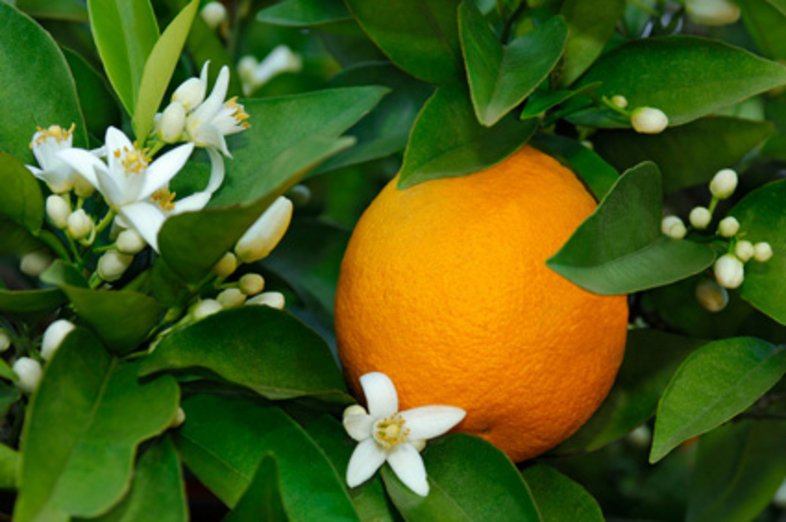 Oranges_2