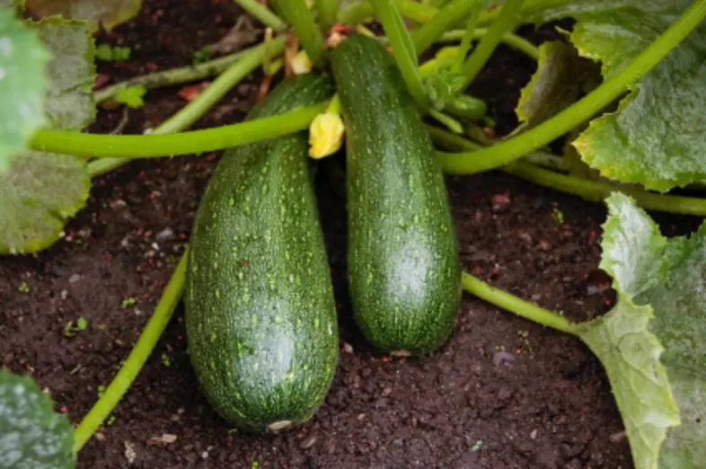 Courgettes_1