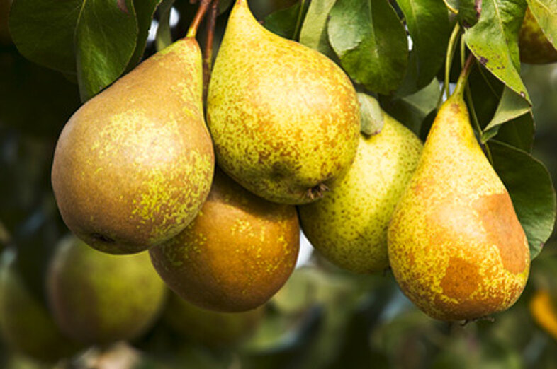 Pears_3