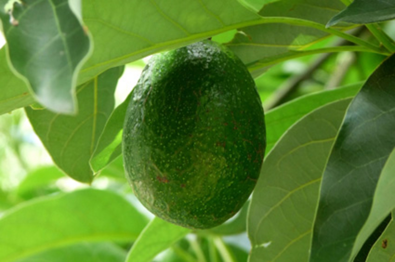 Avocado_2