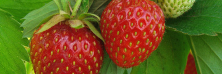 Erdbeeren