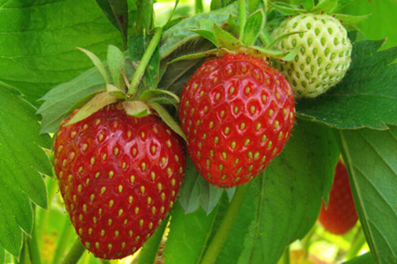 Erdbeeren_1