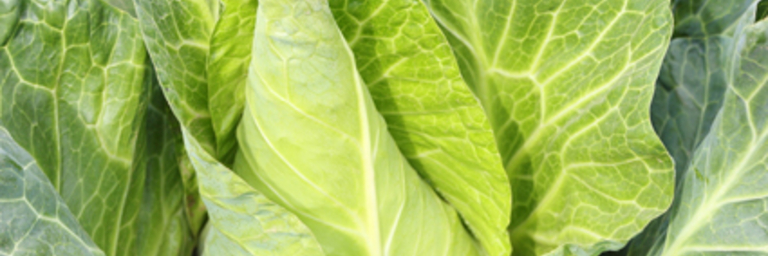 Pointed cabbage