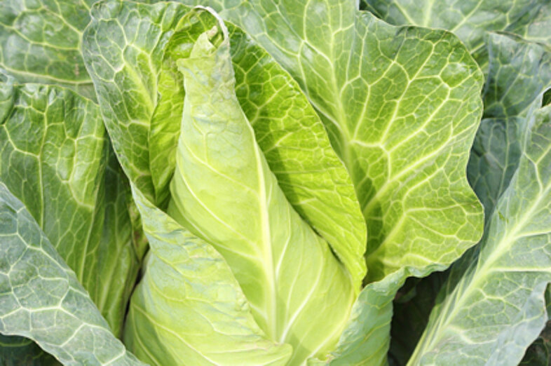 Pointed cabbage_1